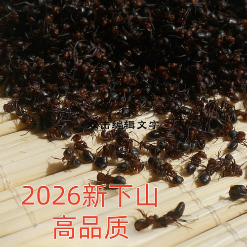 黑蚂蚁干500g长白山蚁拟黑多刺蚁养生大蚁酸非野生黑蚂蚁粉泡酒料
