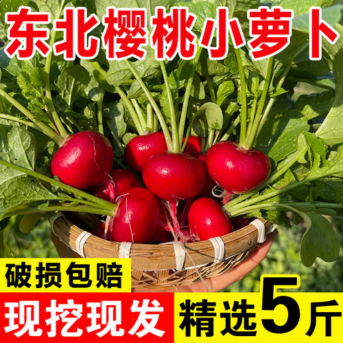 樱桃小萝卜新鲜现挖现发蘸酱包邮