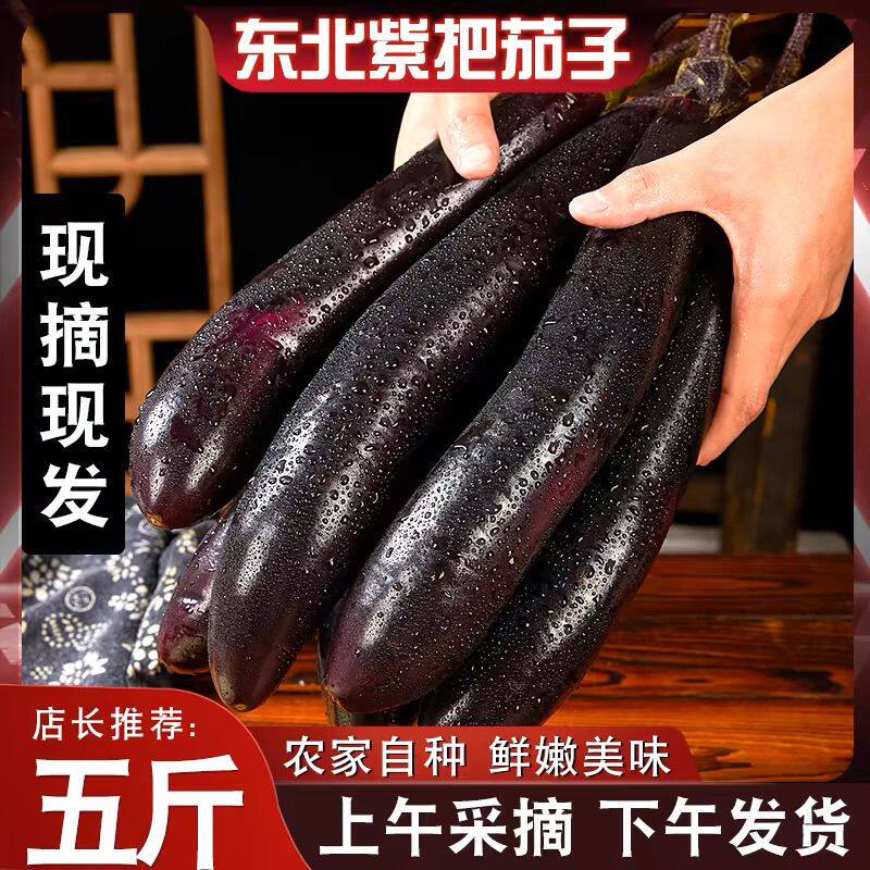 东北特产紫库茄子当季新鲜蔬菜农家自种现摘现发蘸酱菜紫茄子包邮
