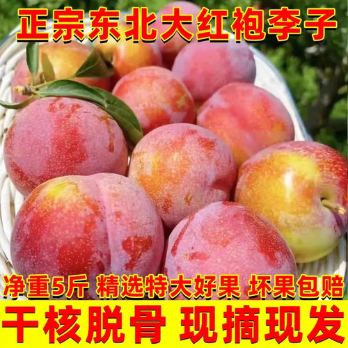 东北大红袍李子新鲜应季水果包邮