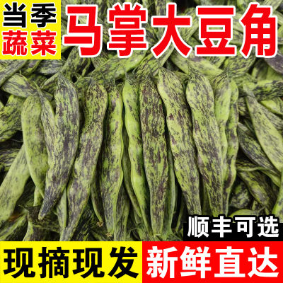 东北马掌油豆角现摘现发新鲜蔬菜