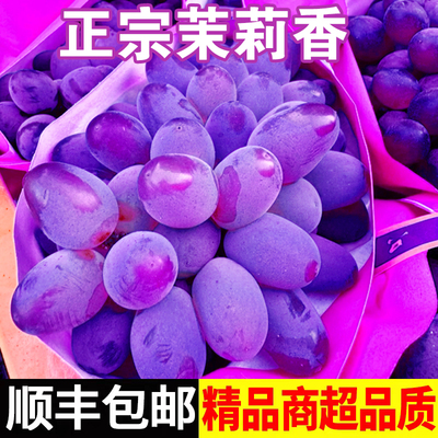 正宗茉莉香葡萄新鲜现摘顺丰包邮