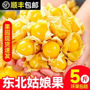东北特产姑娘果新鲜水果当季现摘现发孕妇水果黄菇娘蔬菜水果包邮