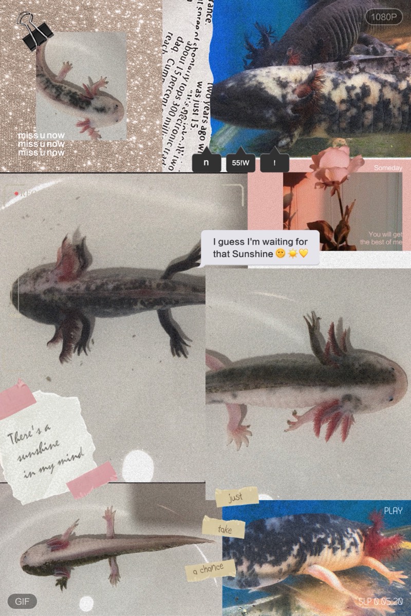 变异六角恐龙鱼稀有色杂交变异体特殊色侏儒体墨西哥钝口螈淡水