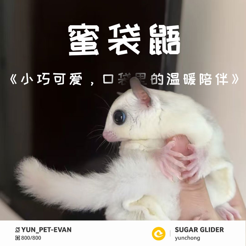 蜜袋鼯活宠幼体网红大眼日本小飞鼠会飞好养蜜袋鼬活物幼崽蜜袋