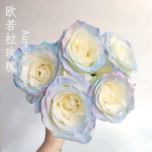 欧若拉极光玫瑰鲜花送女友圣诞节