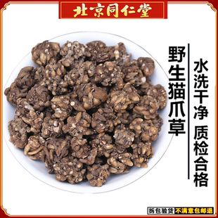 野生猫爪草500g包邮正品猫抓草新鲜水洗小毛茛新货纯