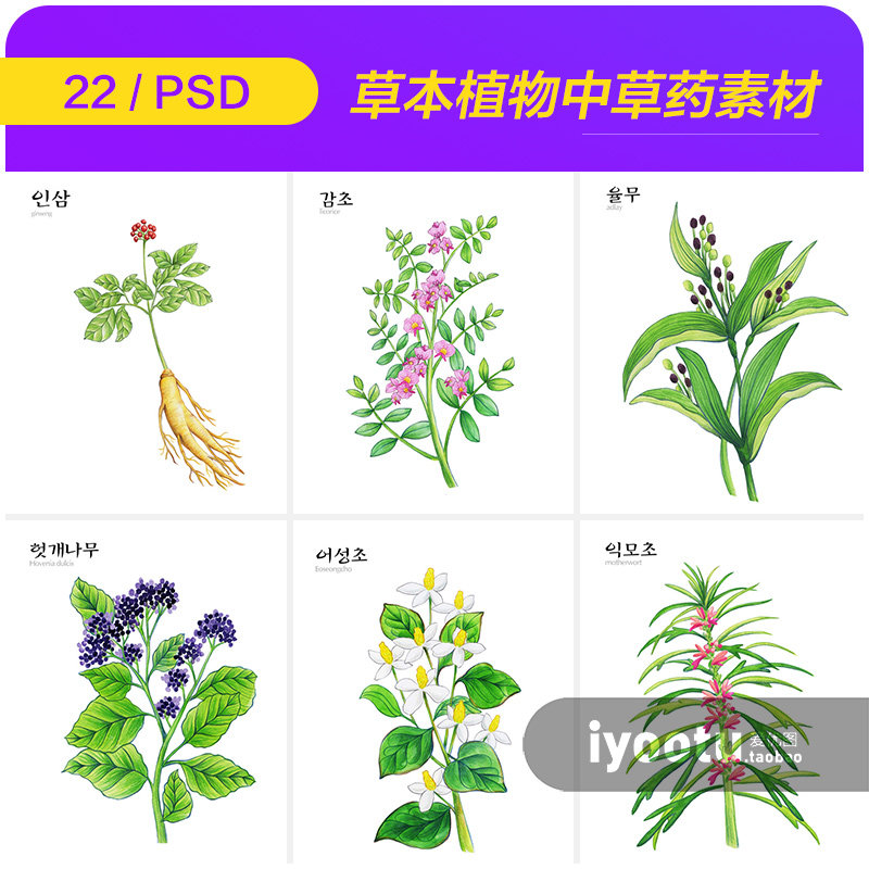 手绘绿色草本植物中草药人参甘草插图海报psd分层设计素材2142206