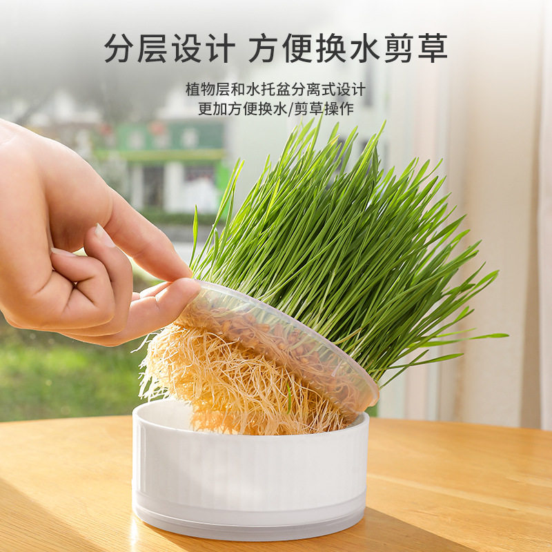 猫草盆栽无土水培种植盒懒人猫草种子育苗盘小麦化毛催吐助消化