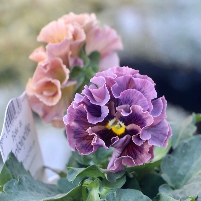 角堇盆栽花苗带花礼服西尔青金石蛋挞庭院花园阳台花卉植物多年生