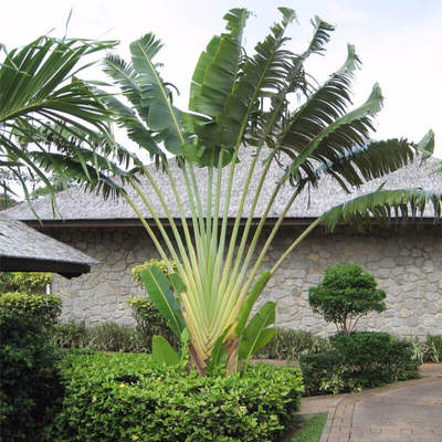 大型绿植盆栽室内庭院旅人蕉高大四季常青好养活净化空气