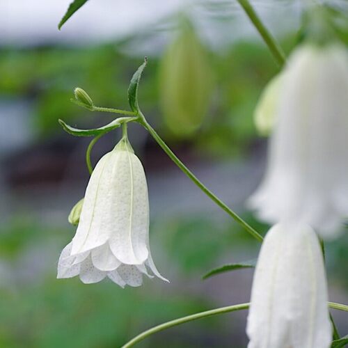 重瓣宿根耐热多年生宿根草本花卉