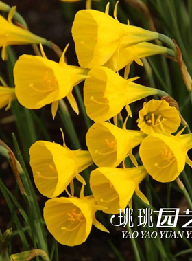 珧珧园艺围裙水仙盆栽黄色白色全日照耐寒庭院阳台观赏植物包开花