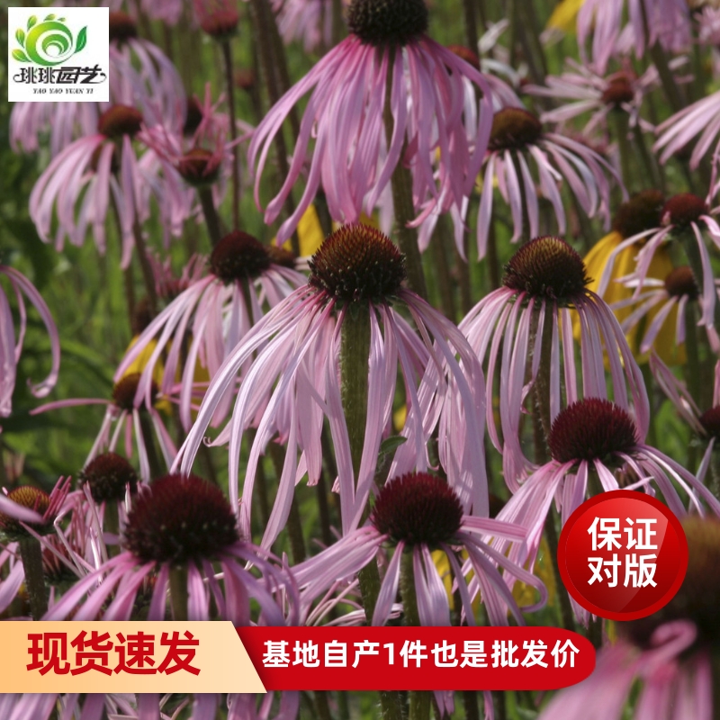 松果菊盆栽花苗草裙舞盆栽花卉