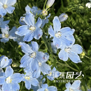 重瓣切花型小花飞燕草花苗10cm简盆苗耐寒多年生花园阳台植物