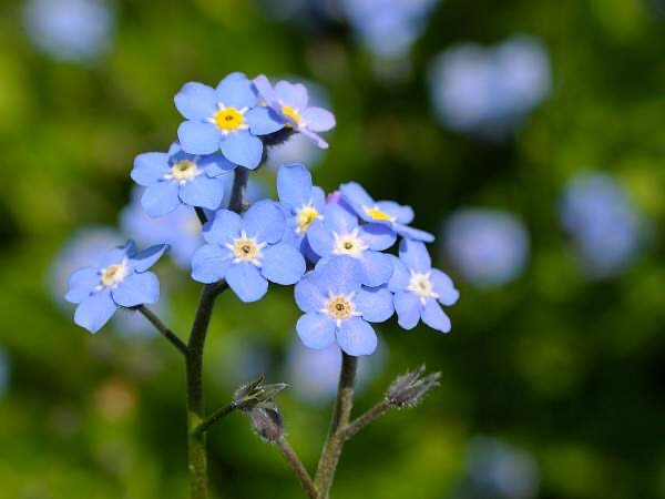 蓝色勿忘我盆栽植物室内阳台庭院花卉绿植四季开花好养活12cm盆苗