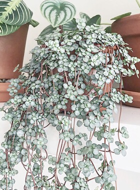 灰色冷水花BB草ins风网红室内书房耐热观叶垂吊植物吊篮绿植包邮