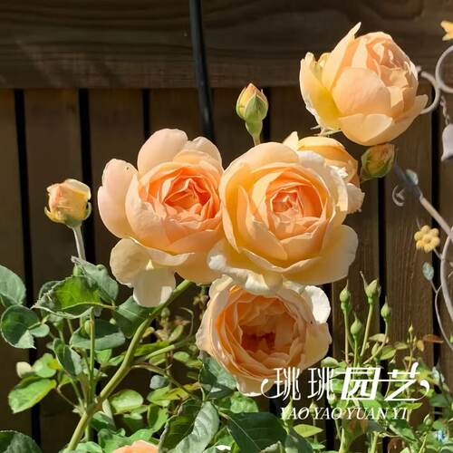 朦胧的朱迪月季浓香杏黄花抗病