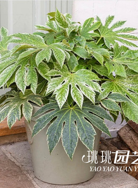 花叶八角金盘盆栽苗蜘蛛网 Spider Web室内庭院花园造景阴性绿植