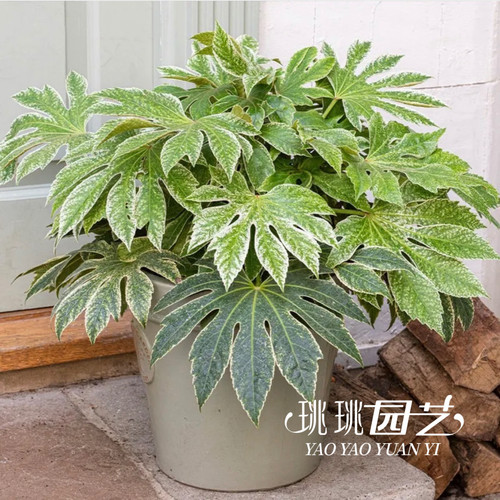 花叶八角金盘盆栽苗蜘蛛网 Spider Web室内庭院花园造景阴性绿植