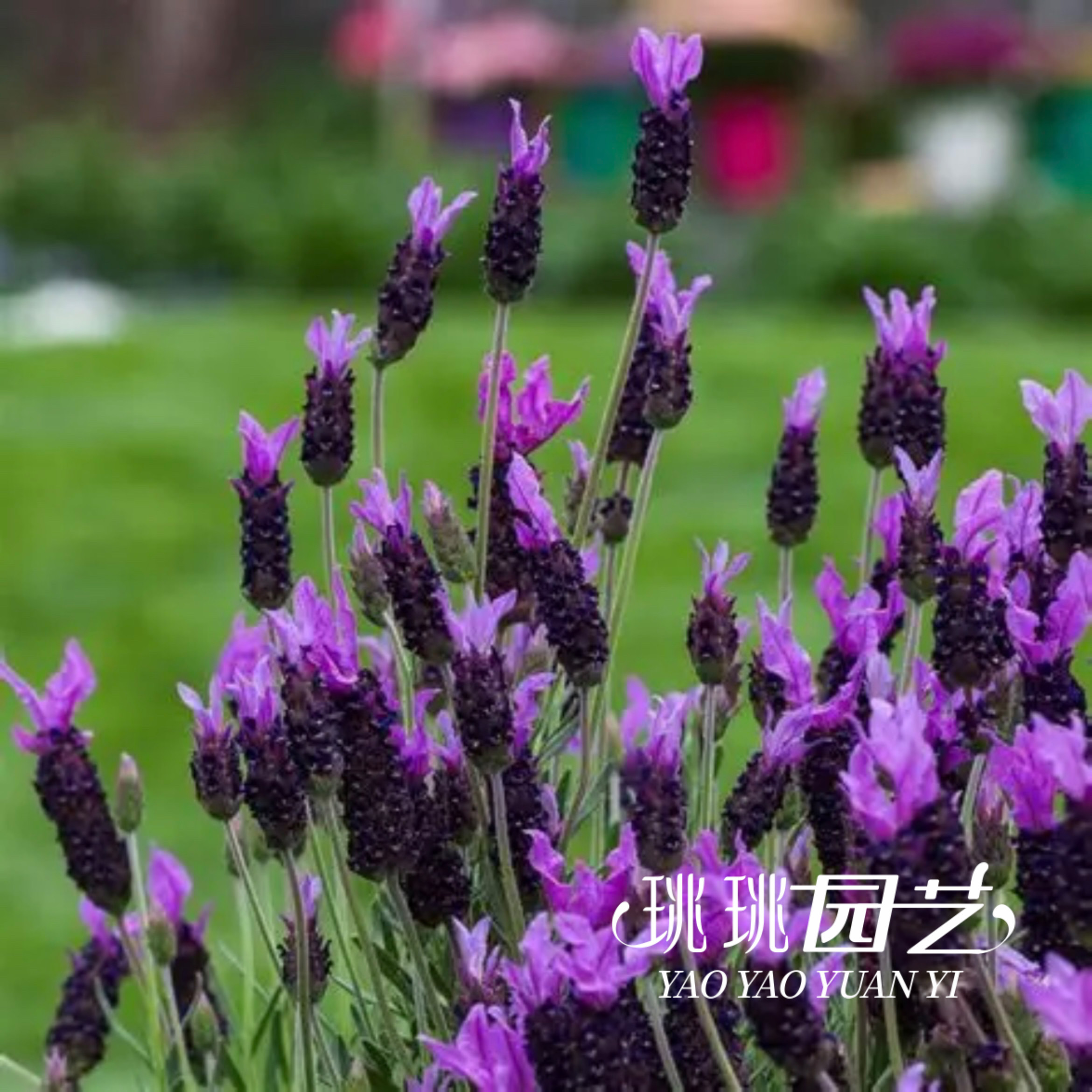 珧珧园艺西班牙薰衣草花苗芳香耐寒植物花卉花园庭院大盆紫色玫红