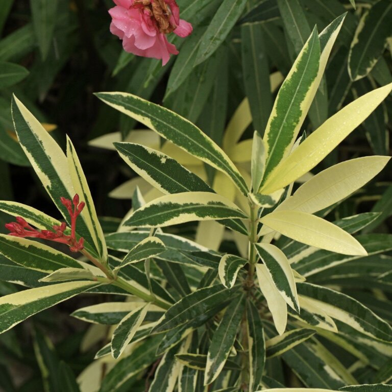 花叶夹竹桃重瓣红花稀有品种庭院花园植物P9盆花苗