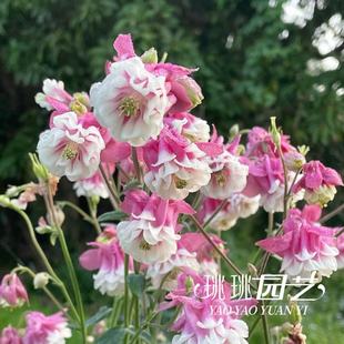 珧珧园艺重瓣耧斗菜花苗闪烁巴洛帽子花园阳台植物多年生耐寒花卉