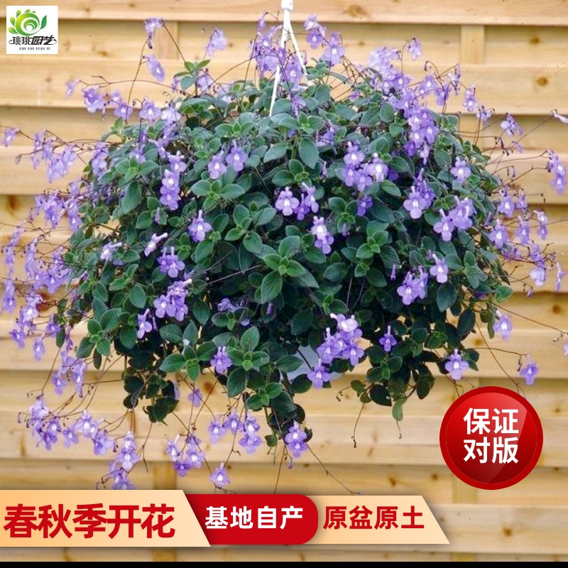 海豚花盆栽花苗阳台花园耐热耐阴