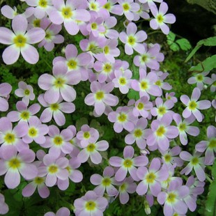 珧珧园艺安徽羽叶报春花苗10cm简盆苗庭院阳台窗台花卉不带花