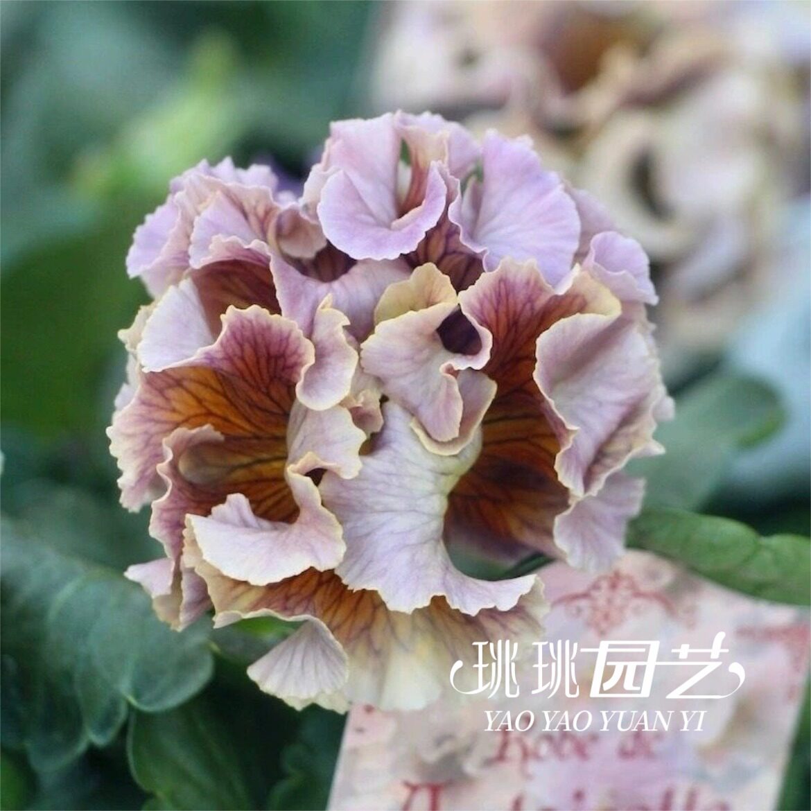 角堇盆栽花苗带花礼服西尔青金石蛋挞庭院花园阳台花卉植物多年生