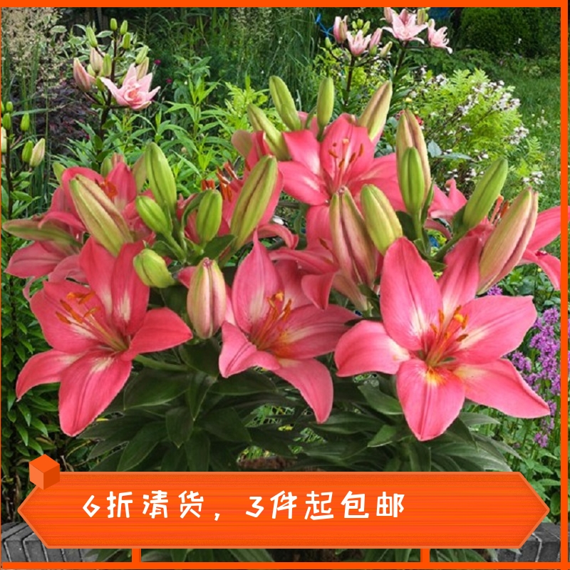 【6折清货3份起包邮】荷兰进口亚洲百合种球小蜜月小重影耐寒