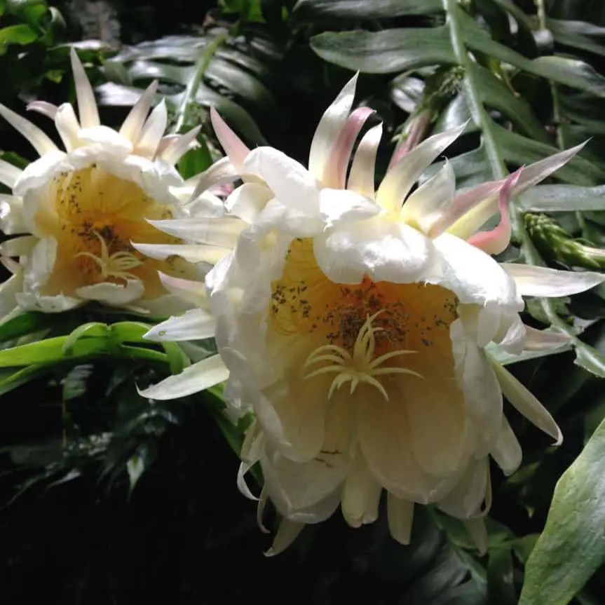孔雀昆布昙花盆栽垂吊裂状蕨叶花桌面绿植