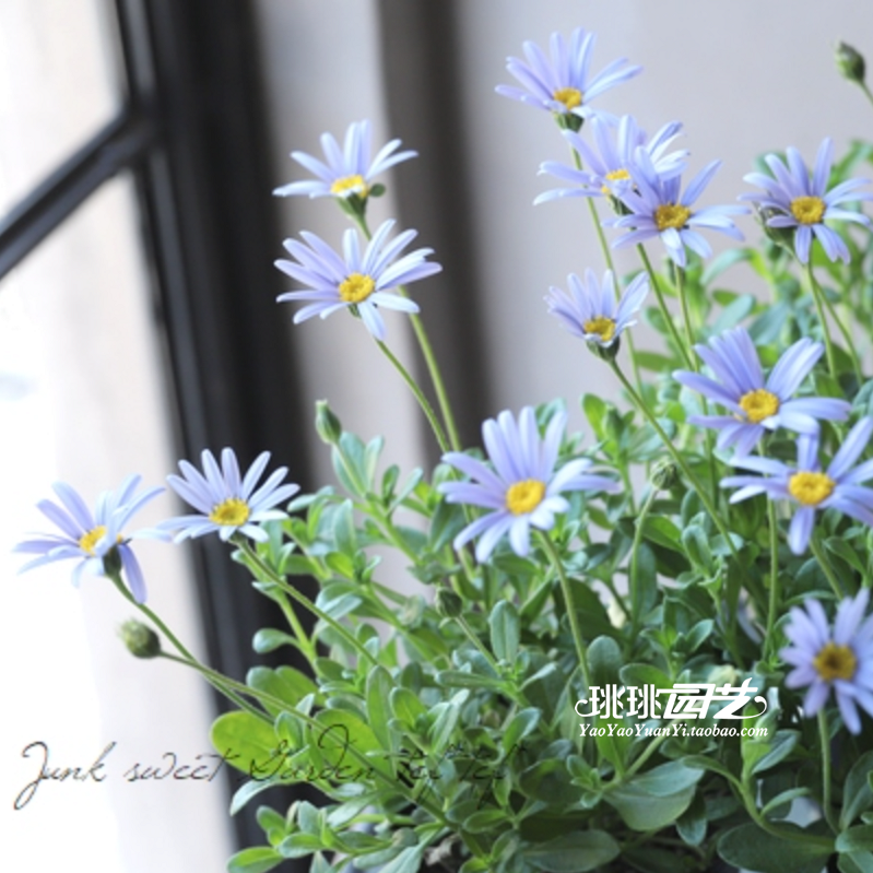 庭院阳台花园草本花卉费利菊花叶蓝色玛格丽特菊蓝玛10cm盆花苗