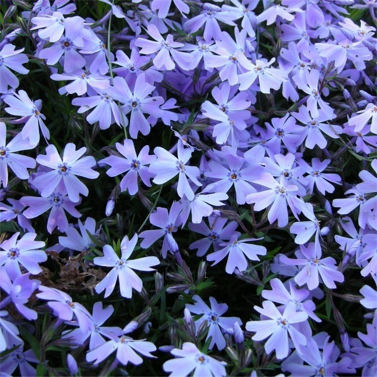 芝樱地被庭院花园植物春秋季开花