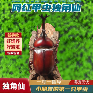 独角仙甲虫宠物成虫幼虫姬兜爬虫巨型超大个体兜虫花金龟活体锹甲