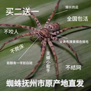 白额高脚蛛蜘蛛吃蟑螂灭杀小强蚊虫宠物害虫天敌防治蟑螂神器克星