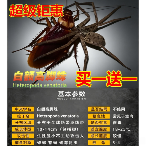 白额高脚蛛活体包活抓蟑螂神器