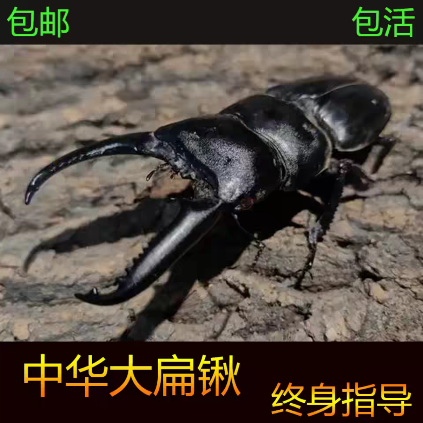 中华大扁锹锹形虫宠物甲虫成虫好养科普昆虫活体新虫温顺可爱姬兜