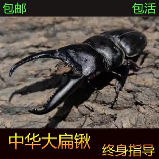 中华大扁锹锹形虫宠物甲虫成虫好养科普昆虫活体新虫温顺可爱姬兜