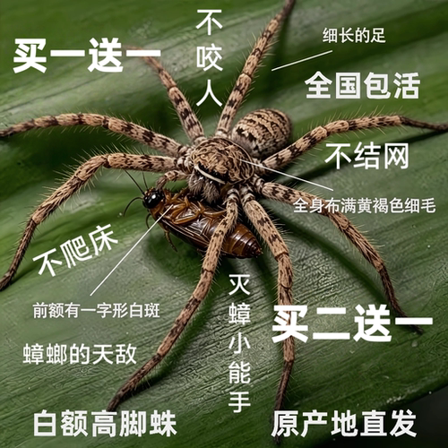 白额高脚蛛灭蟑螂蚊活体