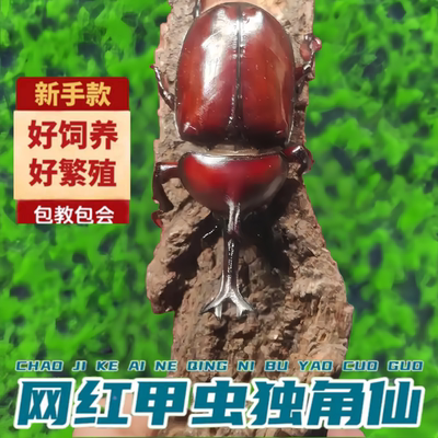 独角仙甲虫宠物成虫幼虫姬兜
