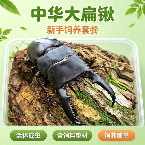中华大扁锹锹形虫宠物甲虫成虫好养科普昆虫活体新虫温顺可爱姬兜