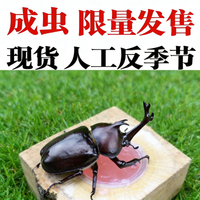 【2026年独角仙成虫现货】新虫 独角仙幼虫新手套餐昆虫宠物活体