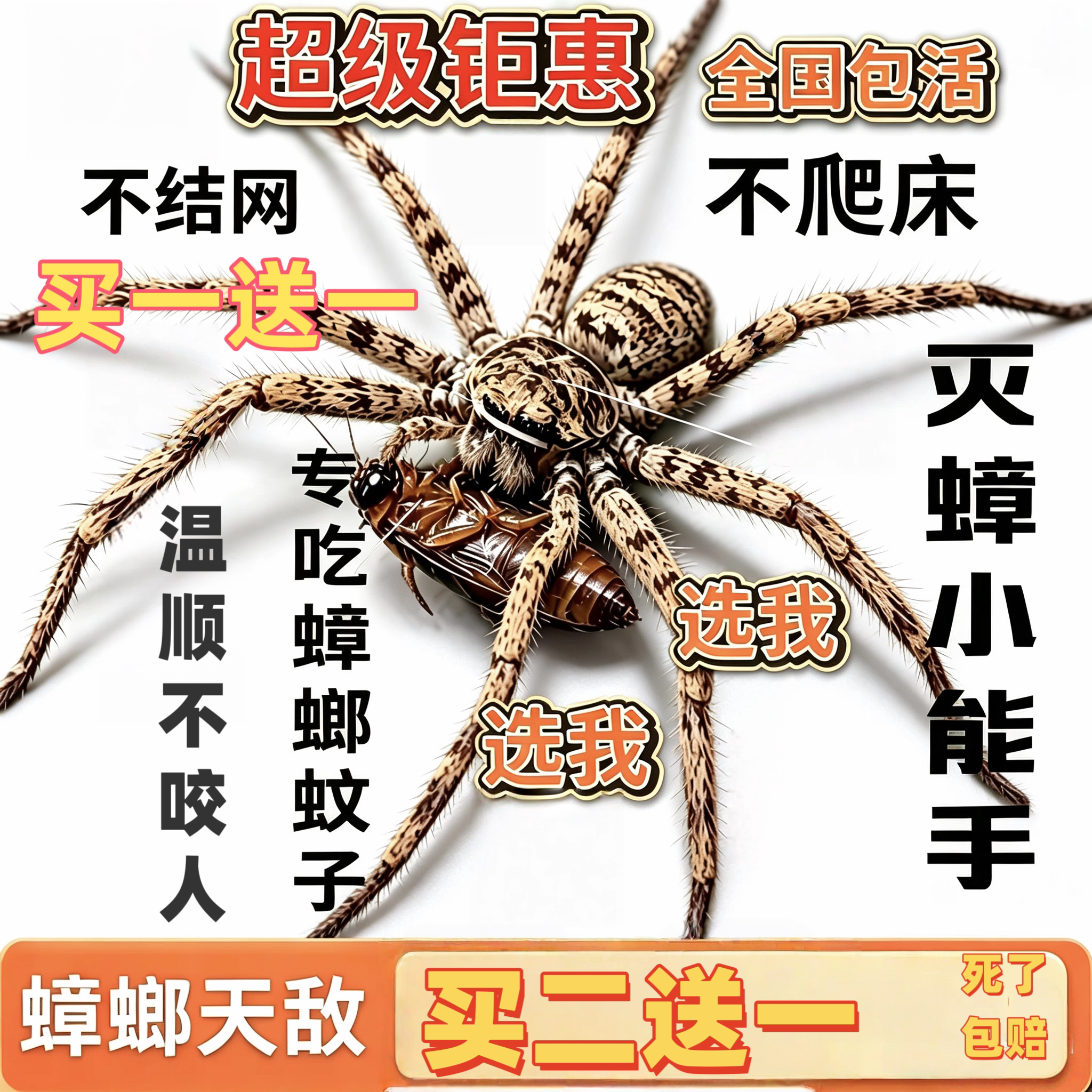白额高脚蛛活体包活抓蟑螂神器