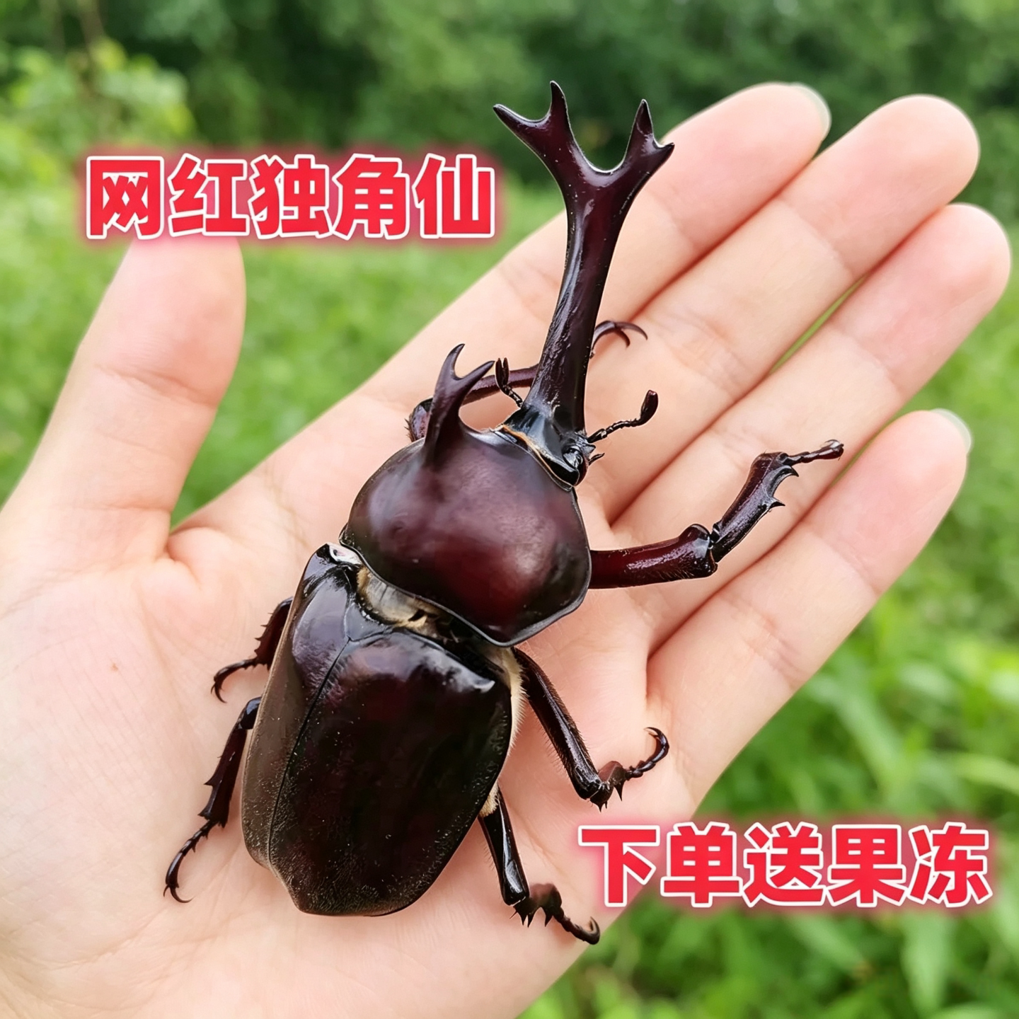 独角仙幼虫成虫入门饲养盒套装