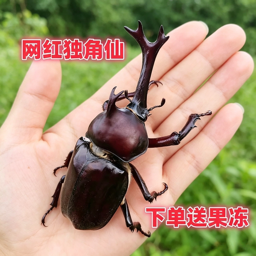 独角仙幼虫成虫入门饲养盒套装