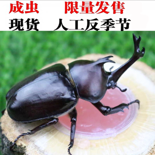 独角仙成虫幼虫入门宠物锹甲虫饲养盒套餐科普昆虫活体锹甲姬兜虫