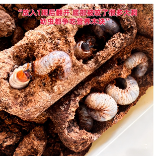 独角仙幼虫催肥发酵木块 甲虫锹甲金龟南洋大兜虫争吃饲料 营养强