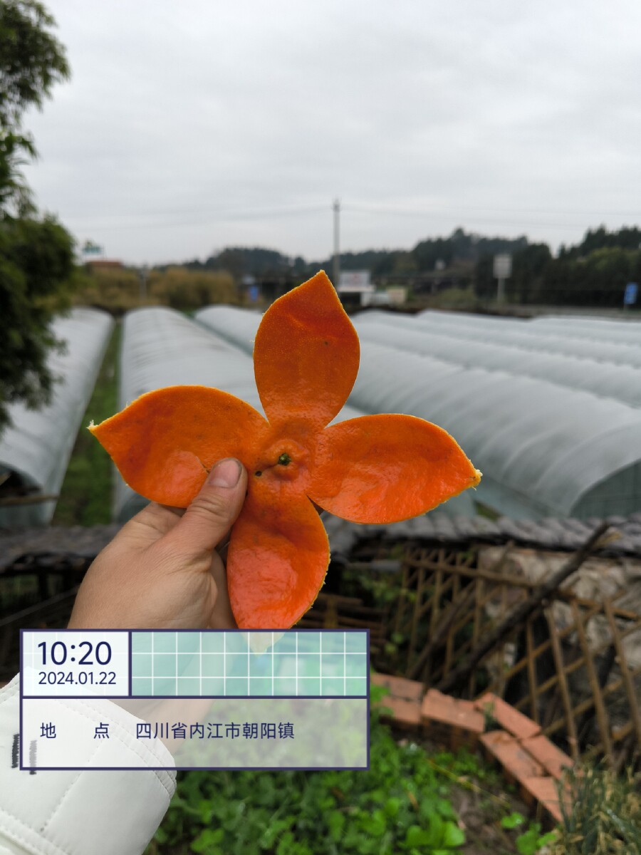 正宗川陈皮内江资中老红桔树橘皮2023新皮陈老师同款四瓣花整皮