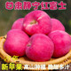 现摘 包邮 甘肃静宁红富士苹果当季 新鲜水果脆甜冰糖心10斤整箱